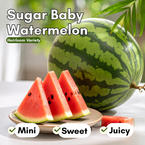 Woods Creek Seeds Sugar Baby seeds pack back, moisture-protected for reliable germination