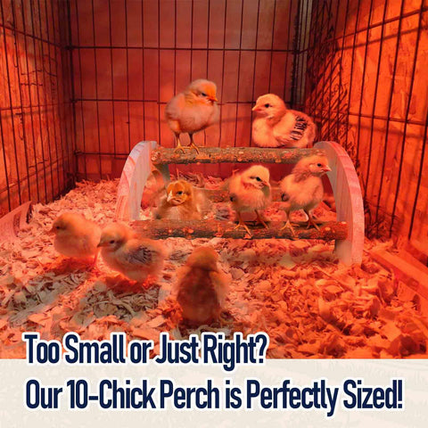 WORLEYX Baby chick perch shown as part of essential chick supplies.
