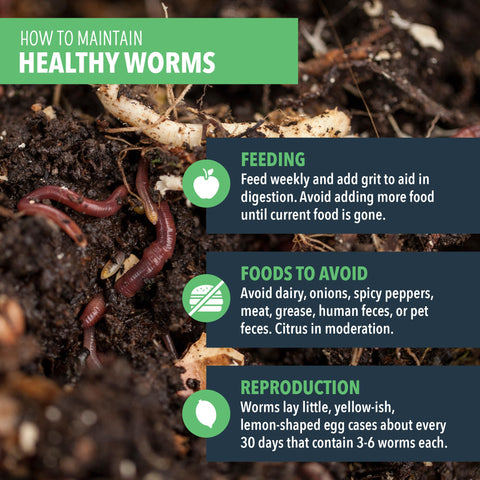 Worm Nerd moist bedding for optimal habitat and worm activity