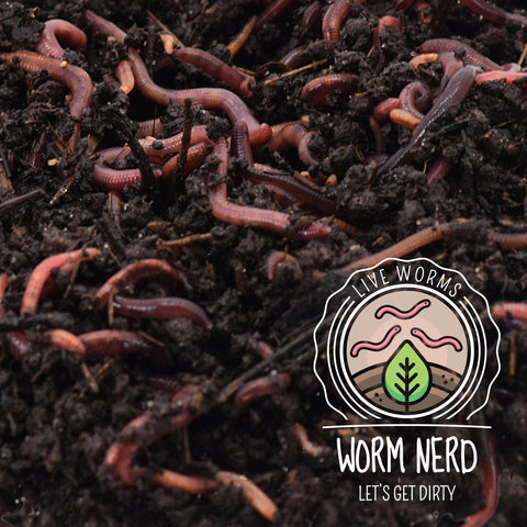 Worm Nerd reduces kitchen waste by turning it into nutrient soil