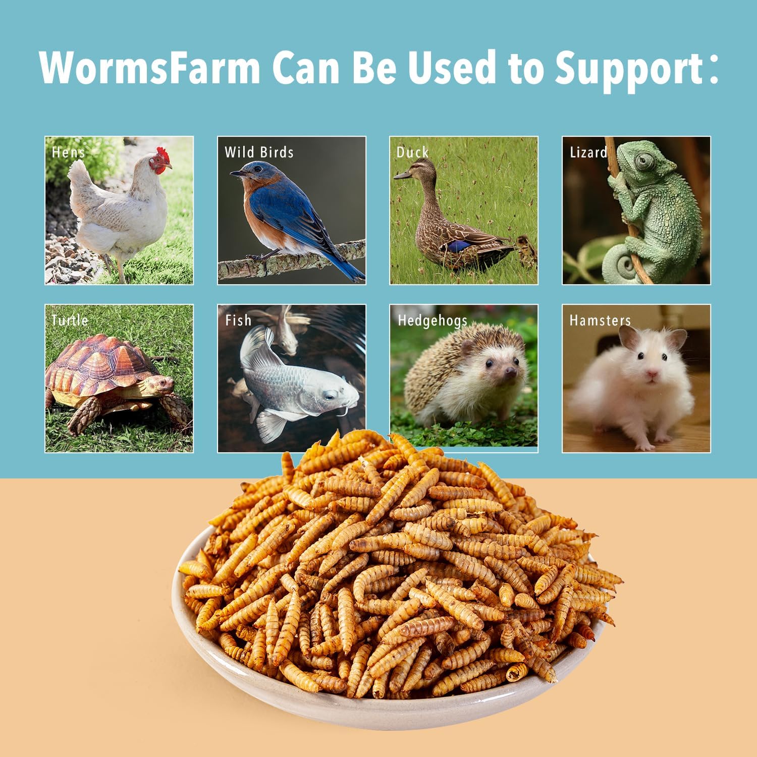 Nutrient-dense WormsFarm BSF larvae as a hens' tasty treat.