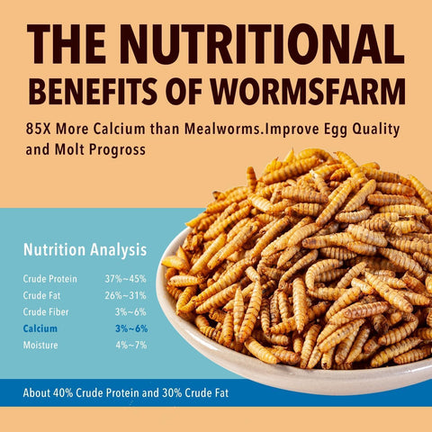 WormsFarm dried BSF larvae close-up shows crispy texture ideal as a treat.