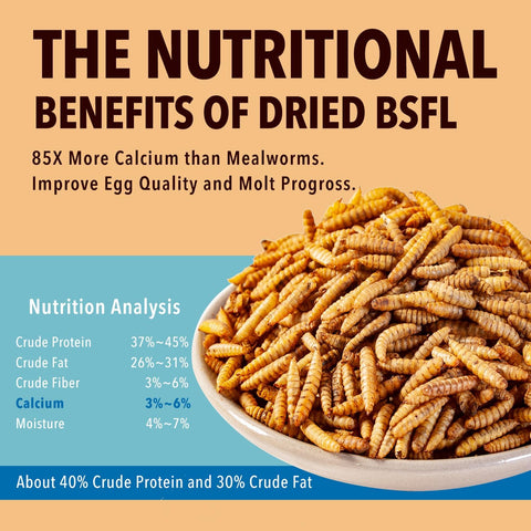 WormsFarm BSF larvae for wild birds feeding in a natural setting.