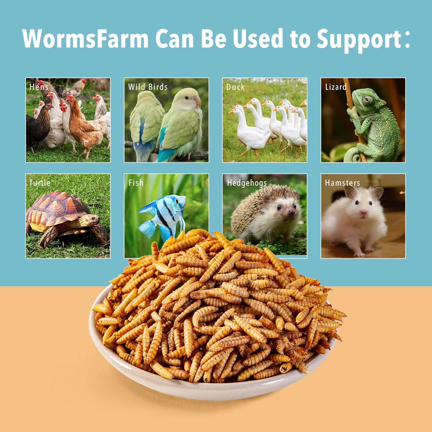 Wild birds attracted to WormsFarm dried BSF larvae during outdoor feeding.