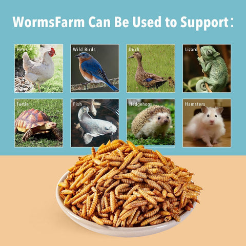WormsFarm packaging box kept in a dry, cool place for crispy larvae.