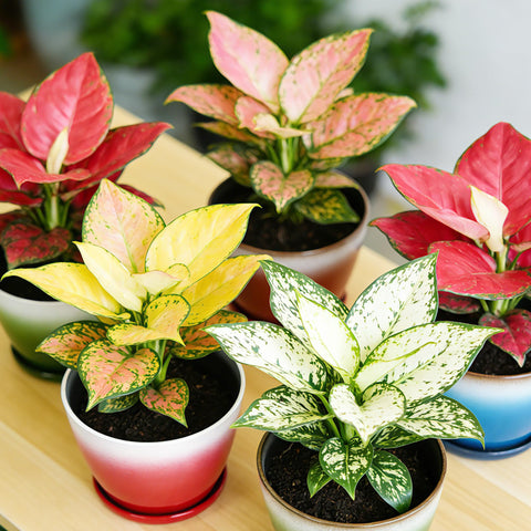 Worth Garden 8-inch pots ideal for compact balcony gardens.
