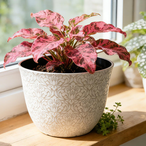 Worth Garden multicolor planters suit flowers, herbs, and succulents beautifully.