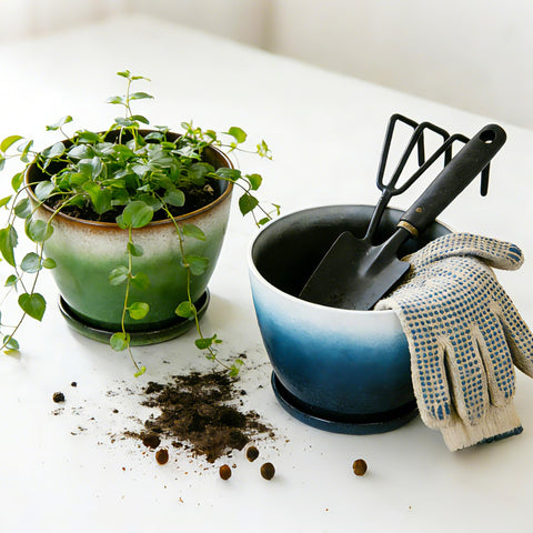 Worth Garden gloss gradient plant pot enhances indoor decor.