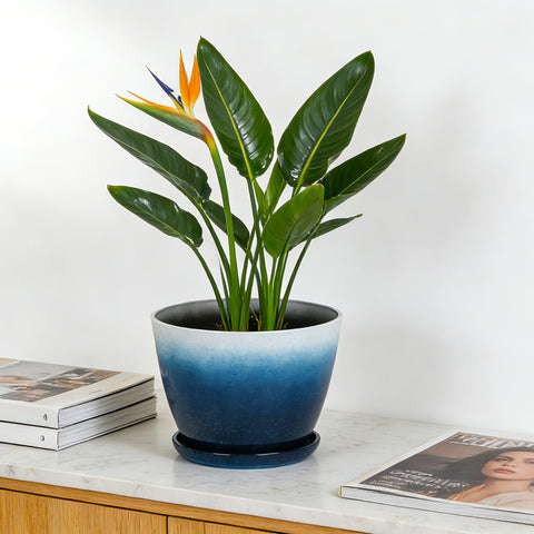  Worth Garden versatile planters for seasonal decor and Christmas displays.