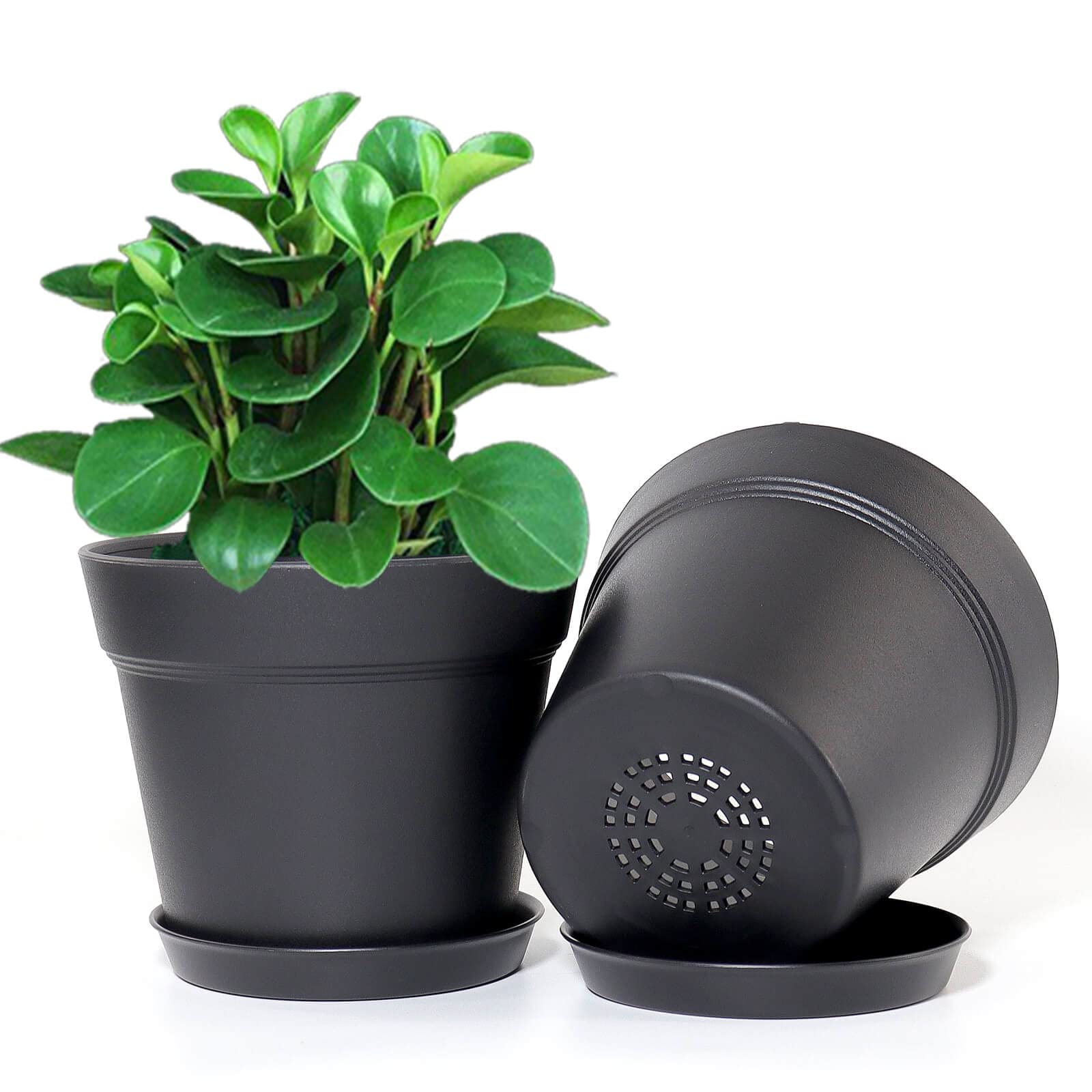 WOUSIWER 6-inch planters with trays prevent overwatering and soil spills.