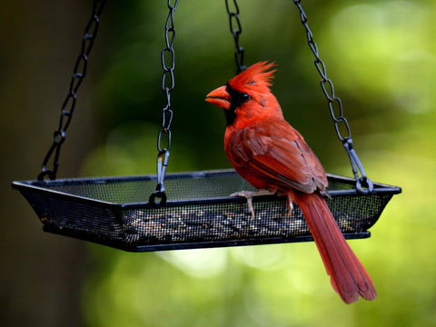 WOWARE garden decor that attracts birds while adding beauty to your yard