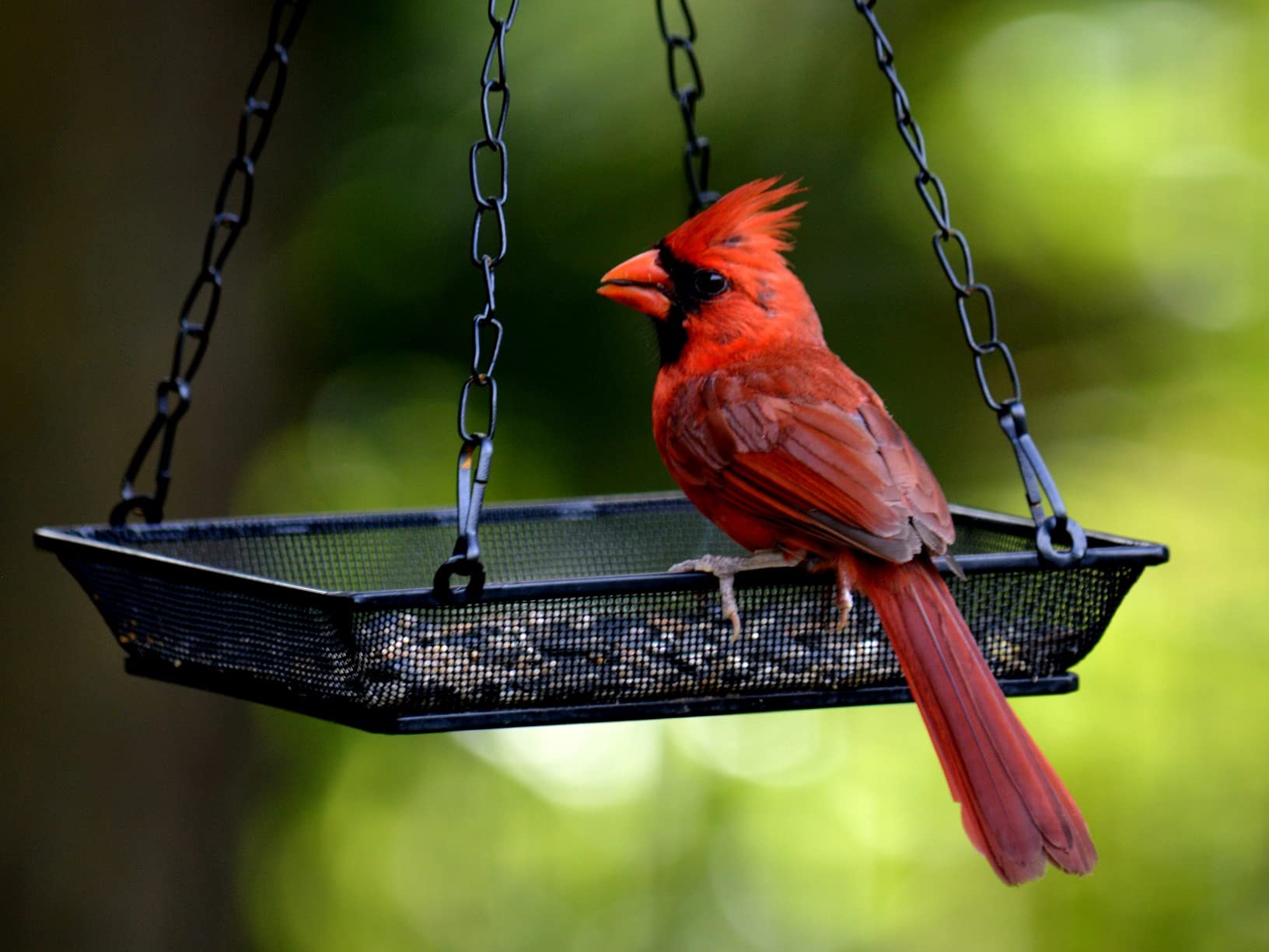 WOWARE hanging tray enhances garden décor while attracting wild birds
