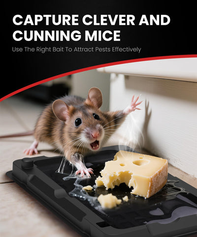 WowCatch glue traps ready-to-use beside walls for quick pest interception.