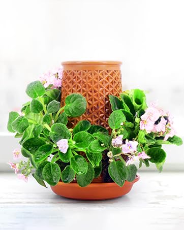 WOWMVP easy-use water chamber simplifies maintenance and plant care.