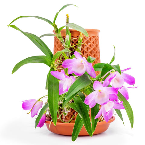 WOWMVP terracotta pot 5.7-inch with natural texture for stylish indoor decor.