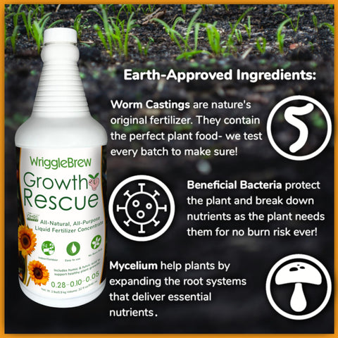 WriggleBrew applied to indoor houseplants for lush foliage and resilience.