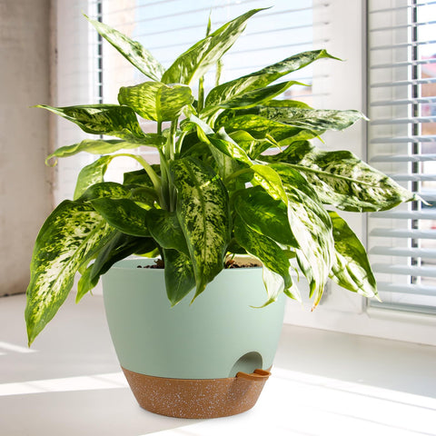 WSMKSZ planter on patio setup showing indoor/outdoor versatility