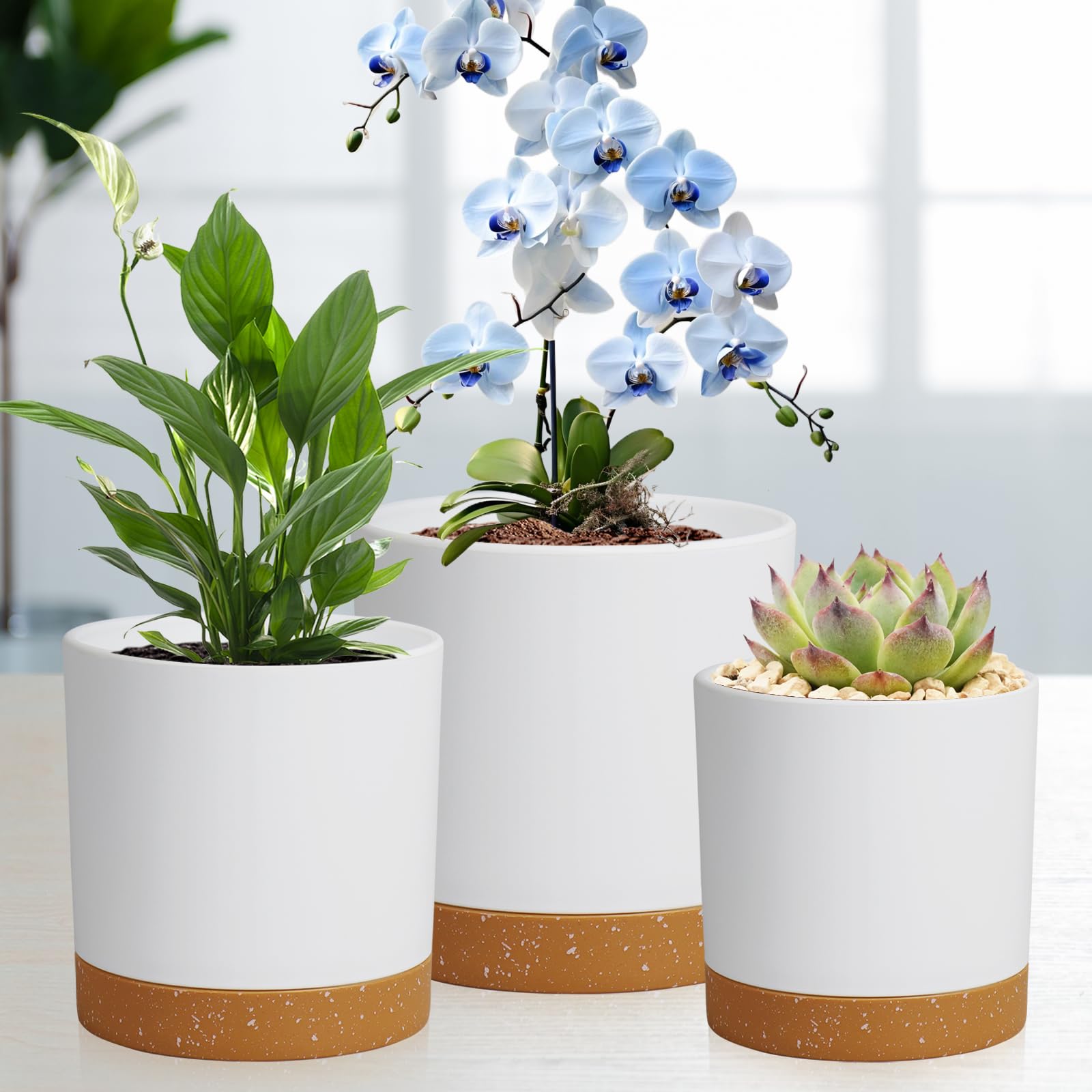 WSMKSZ 7in cylindrical pot ideal for larger plants like orchids.