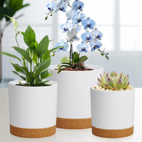 WSMKSZ 7in cylindrical pot ideal for larger plants like orchids.