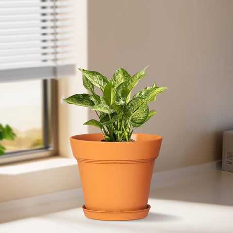 WSMKSZ 6-pack of plant pots with saucers to catch drips and protect surfaces.