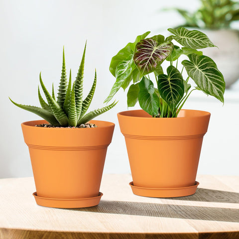 WSMKSZ bulk pack makes a thoughtful gift for plant lovers