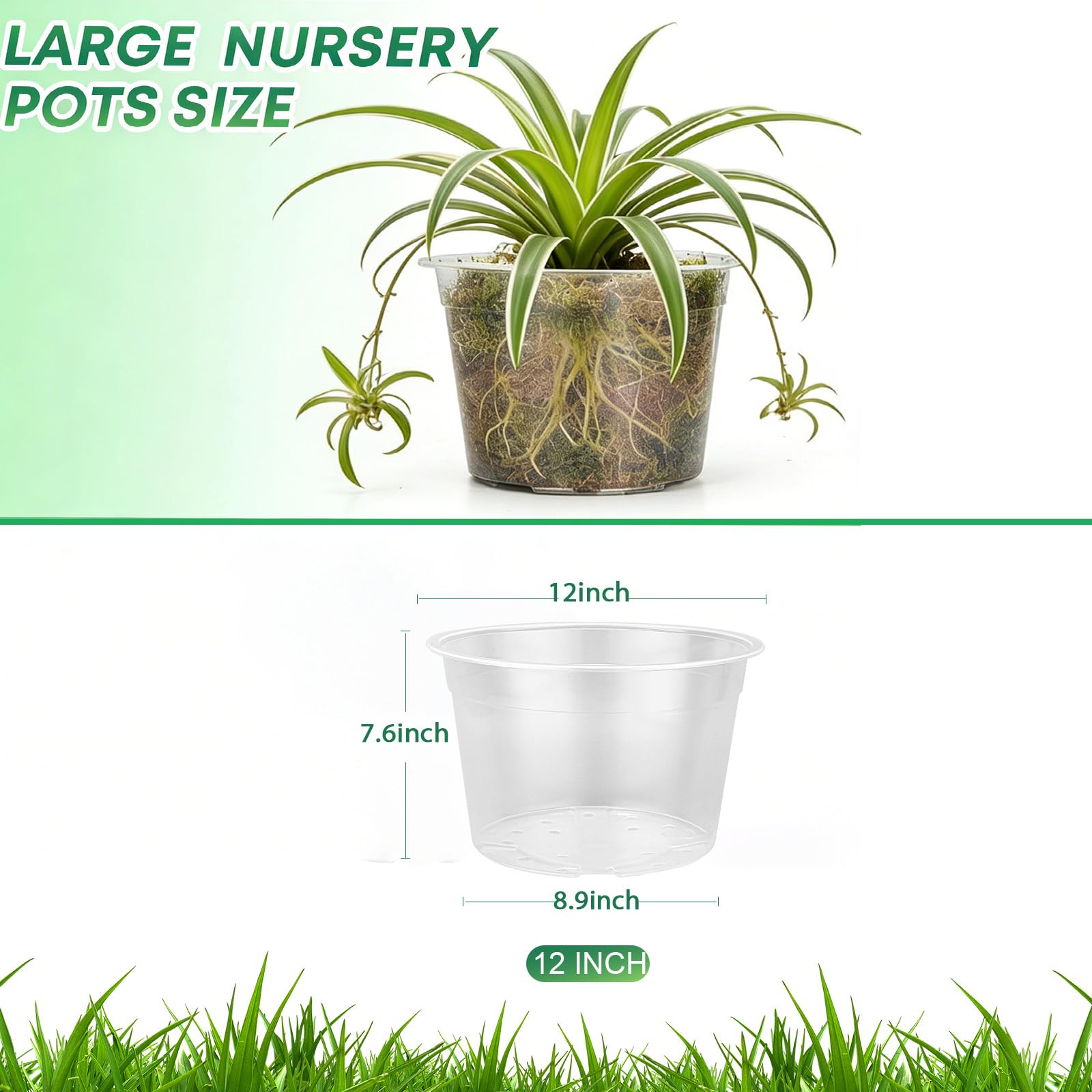 WTXHOP clear pot showing drainage holes for proper watering