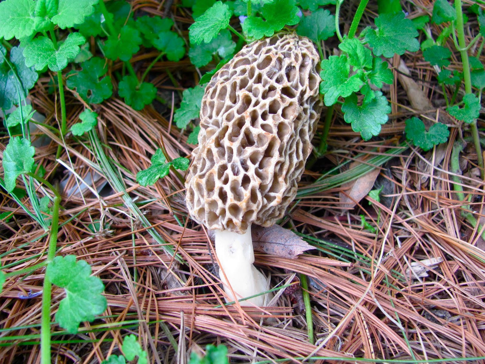WV Large Kit Morel Spores in Sawdust, full kit view for easy storage.