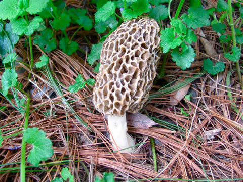 WV Large Kit Morel Spores in Sawdust, full kit view for easy storage.