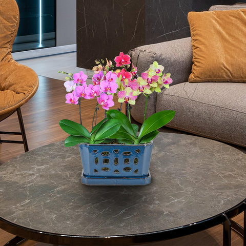 W&W compact blue orchid pot fits desks and shelves neatly.