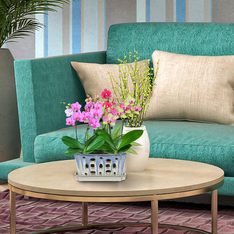 W&W Orchid Pot easy to clean after repotting tasks.