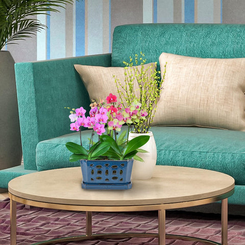 W&W easy-maintenance blue orchid pot reduces cleaning effort.