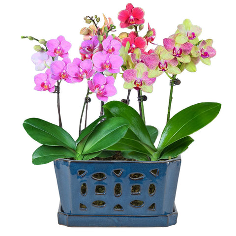 W&W glazed blue finish on orchid pot adds sophistication to decor.