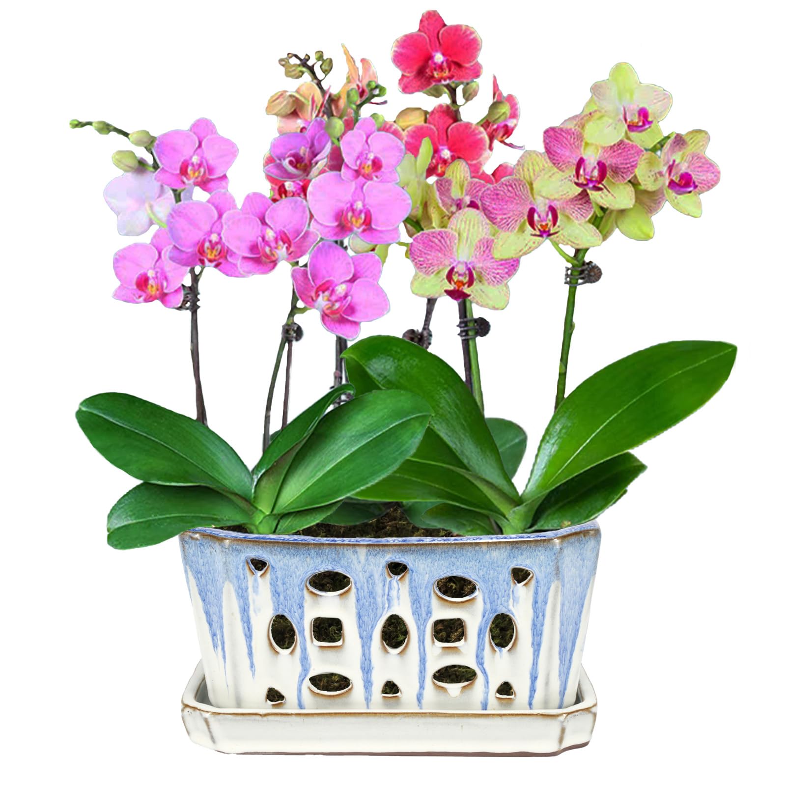 W&W Orchid Pot size nine-point-seven-inch fits standard orchid roots.