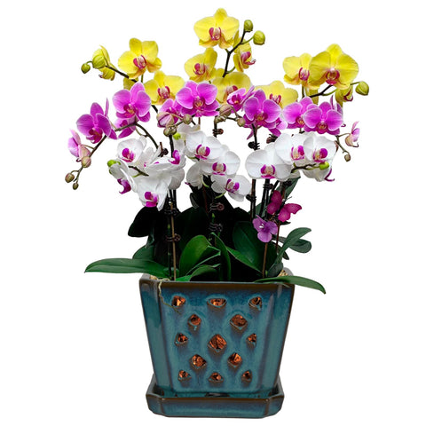 W&W Orchid Pot teal glaze exterior showing durable ceramic design