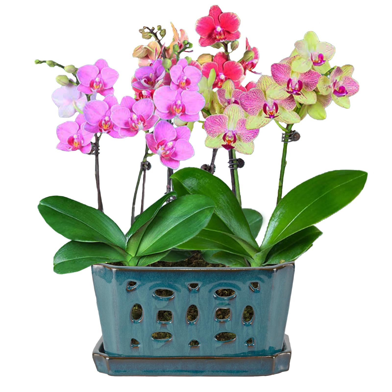 W&amp;W repotting setup with teal orchid pot for fresh soil