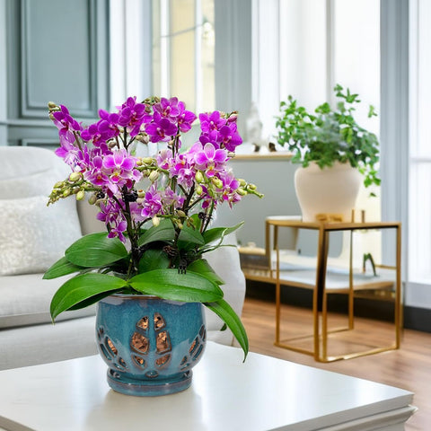 W&W orchid pot teal 6.5 inch size suits standard orchid pots and repotting cycles.