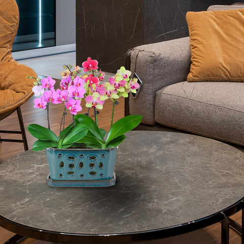 W&amp;W teal orchid pot versatile for other small plants