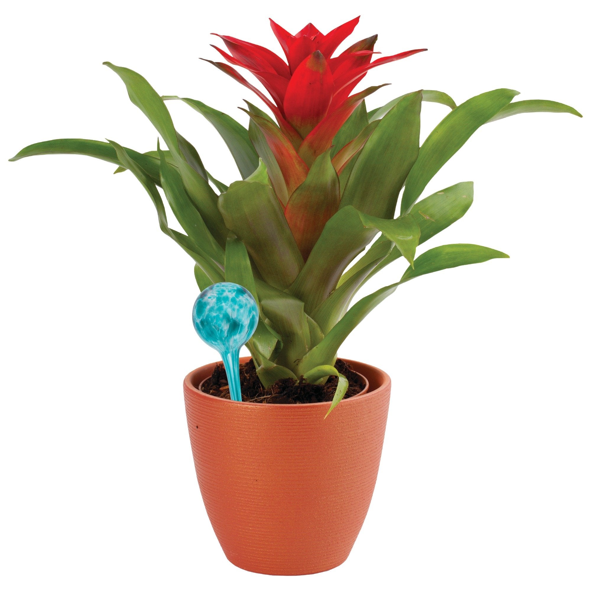 Wyndham House travel-friendly plant watering globes for on-the-go care.