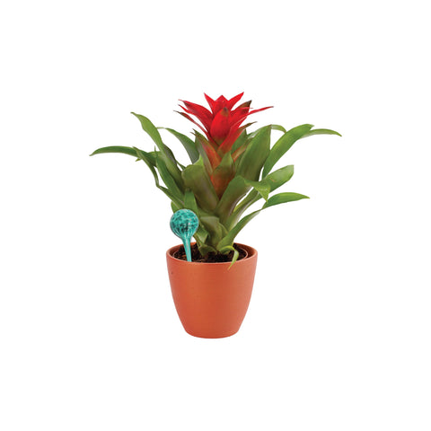 Wyndham House twelve-inch bulbs support easy, year-round plant care.