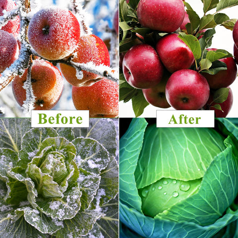 WYRJXYB frost protection over trees and berries during cold months.