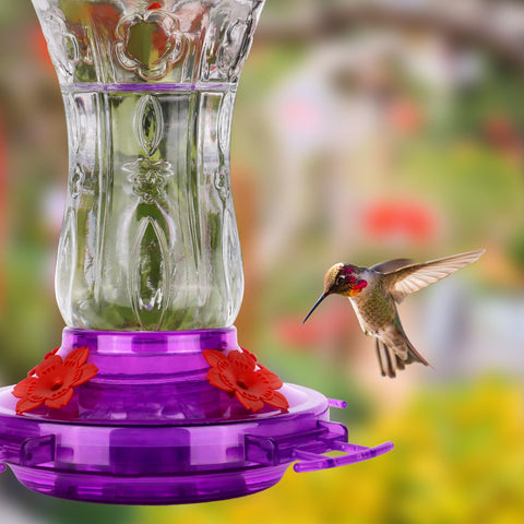 XAROO glass feeder with leakproof base for steady nectar flow