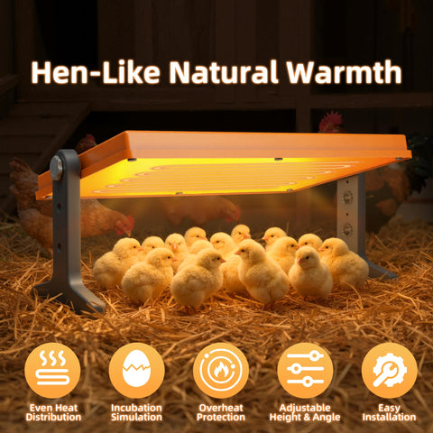 Xbrigh Chick Brooder Plate in use with chicks demonstrates cozy warmth and growth