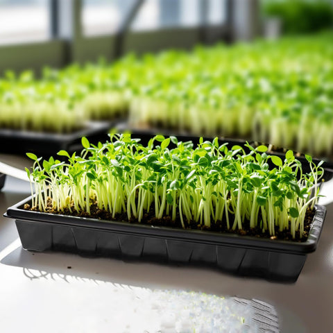 XCRUI large germination trays ideal for sprouts and microgreens.