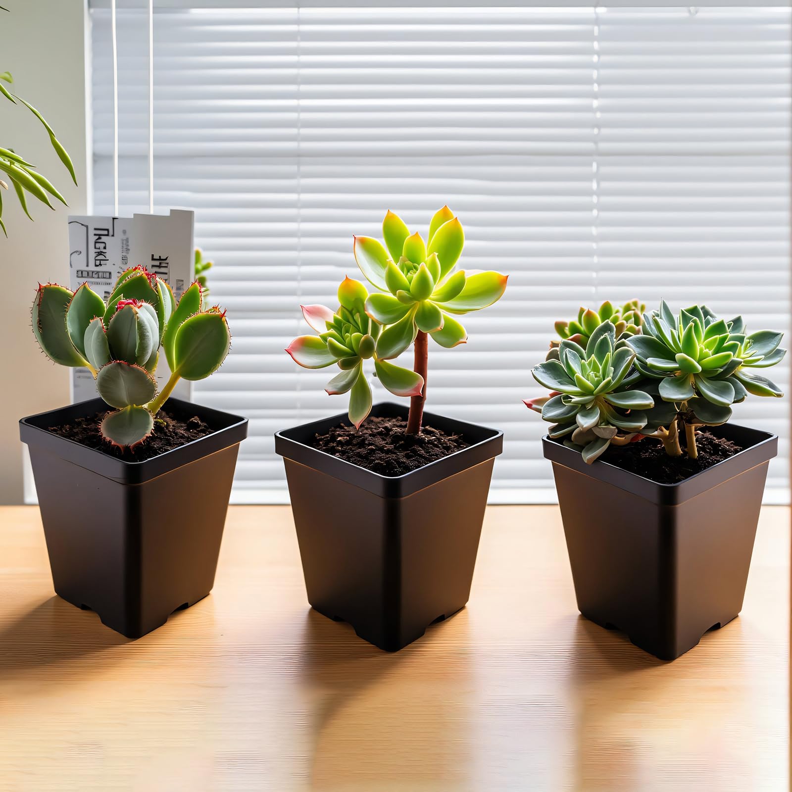 XCRUI square pots with drainage holes to prevent overwatering.