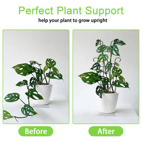 Xeeol garden trellis for climbing plants enhances vertical growth.