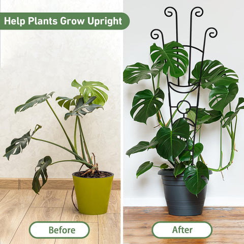 Xeeol heavy-duty metal trellis provides sturdy support for tall climbers.