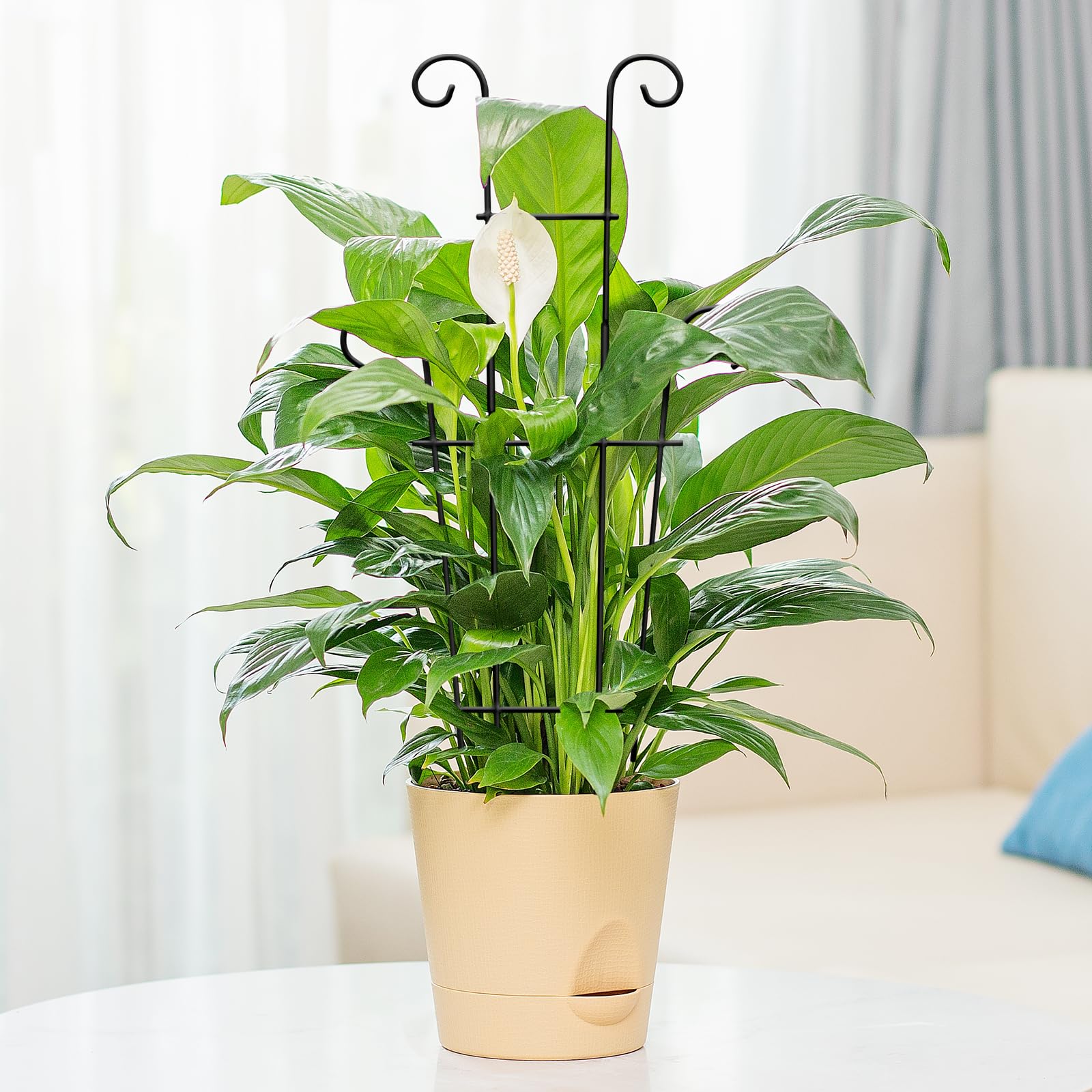 Xeeol Hoyas climbing trellis 23in supports stable growth.