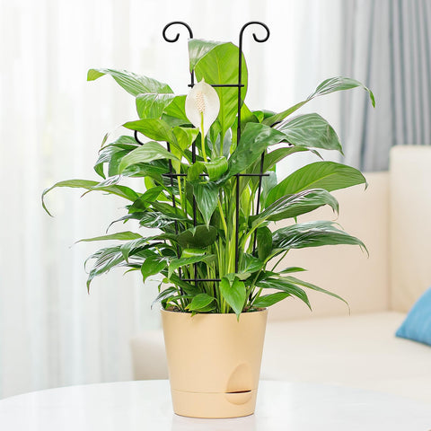 Xeeol Hoyas climbing trellis 23in supports stable growth.