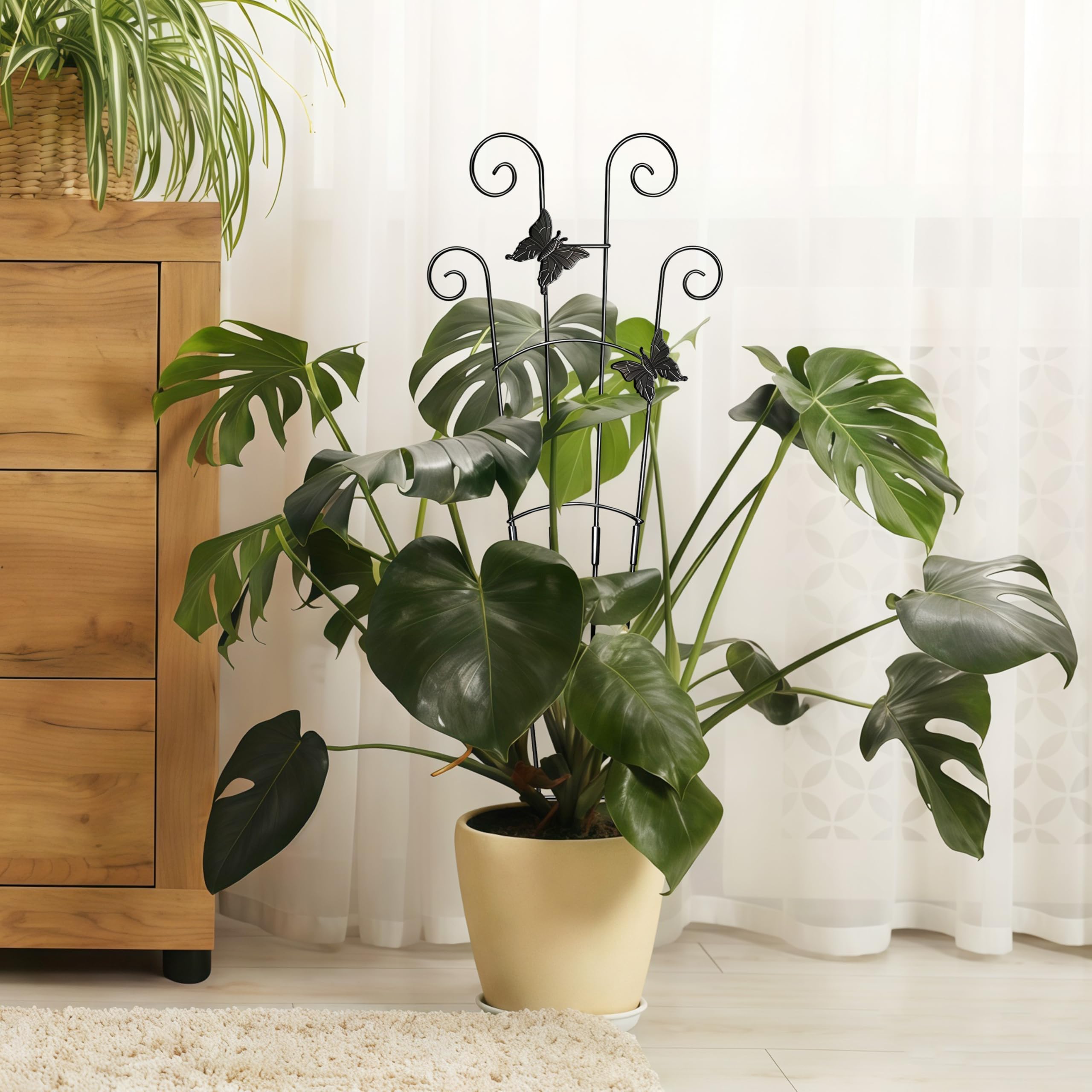 Xeeol ivy pothos monstera support ideal for vertical gardens.