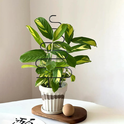 Xeeol Larger 23inch trellis blends with modern decor and plant stands